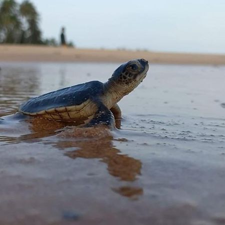 Turtle Watch Cabana Тангалле Екстер'єр фото