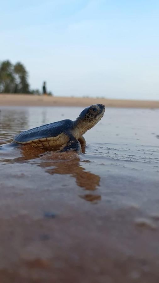 Turtle Watch Cabana Тангалле Екстер'єр фото